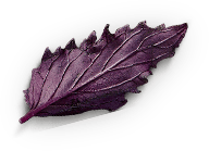 Фиолетовый лист базилика
